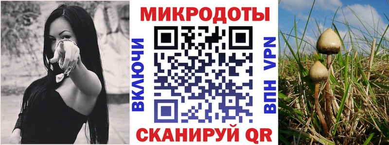 Купить  Куровское  Галлюциногенные грибы GOLDEN TEACHER 